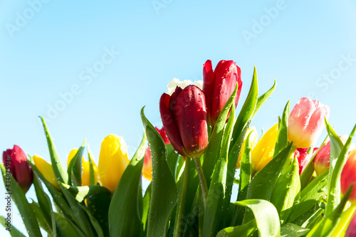 spring flowers. of red  yellow  wate and pink tulips with water drops on a blue sky background. Congratulation on international women s day  March 8  birthday  mother s Day. close up. soft focus.