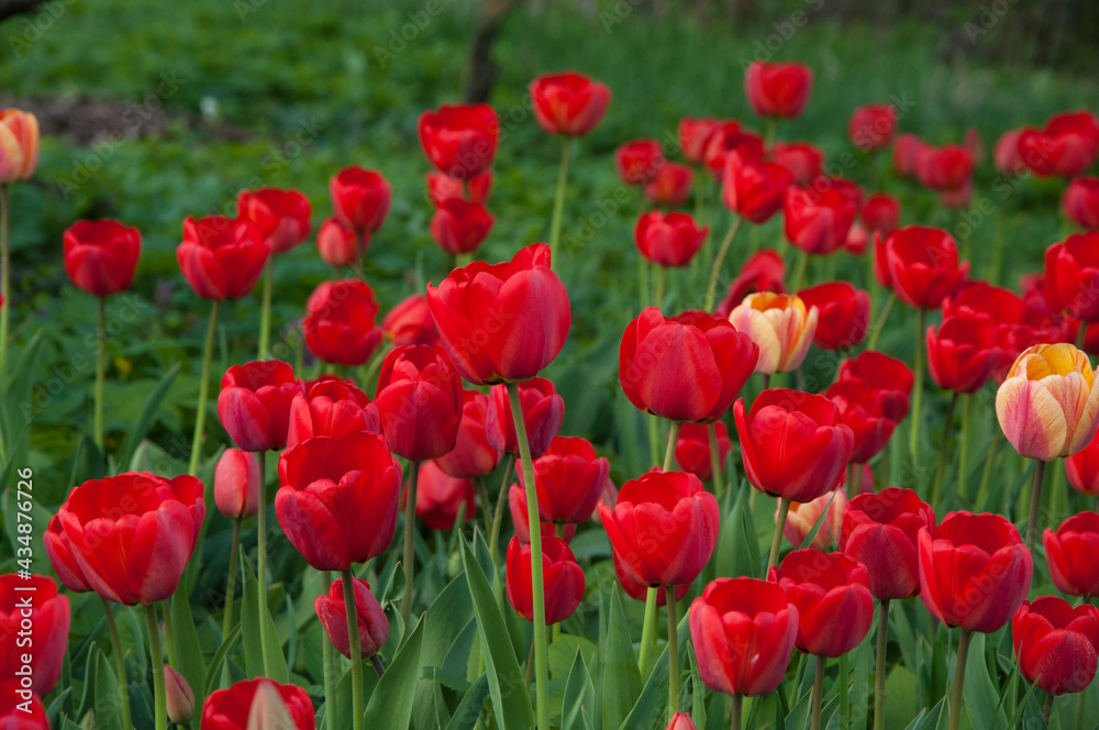 red tulips in the flowerbed. field of red flowers	