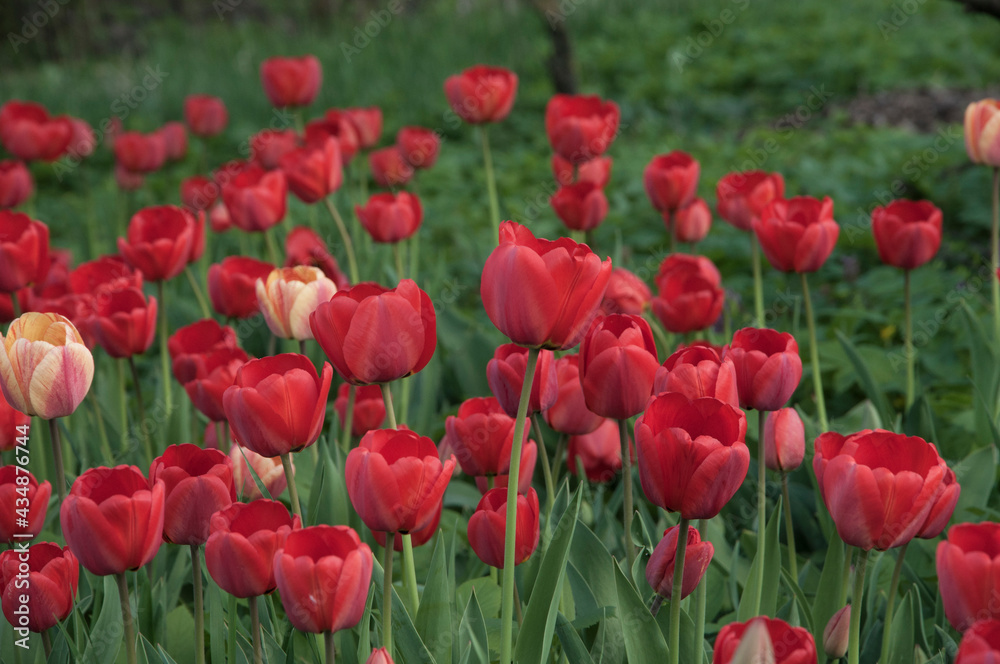 red tulips in the flowerbed. field of red flowers red tulips in the flowerbed. field of red flowers