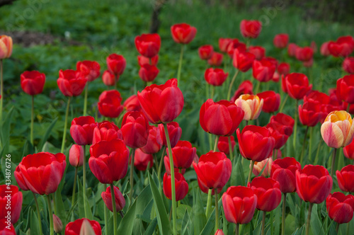 red tulips in the flowerbed. field of red flowers 