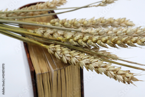 The Bible and ears of wheat as a symbol of spiritual and physical food. The Parable of the Sower. France. photo