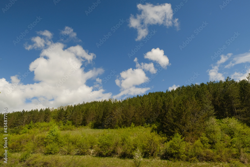 Forest landscape with blue sky and white clouds Forest landscape with blue sky and white clouds