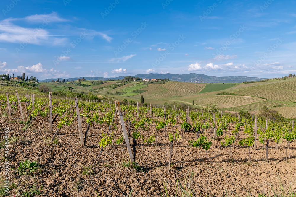 Vineyards for the production of Chianti wine in the province of Florence, Italy, in the area of Cerreto Guidi and Vinci
