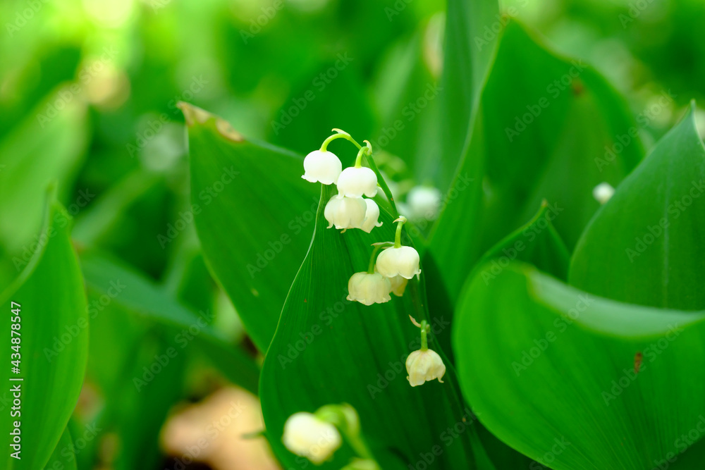 深い森の中に咲く鈴蘭の花のイメージ 深い森の中に咲く鈴蘭の花のイメージ