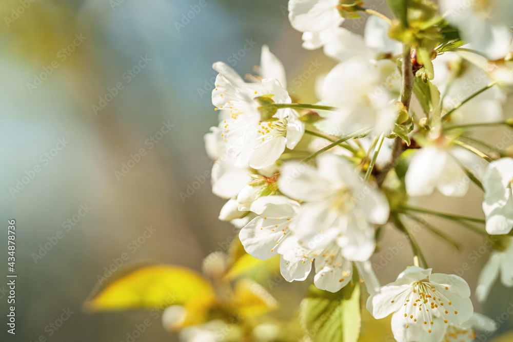 Branches of cherry blossoms with a soft accent on a delicate natural background. Beautiful floral spring abstract nature background. Copy space. Fisrt cherry blossoms bloom in the garden in spring. Branches of cherry blossoms with a soft accent on a delicate natural background. Beautiful floral spring abstract nature background. Copy space. Fisrt cherry blossoms bloom in the garden in spring.