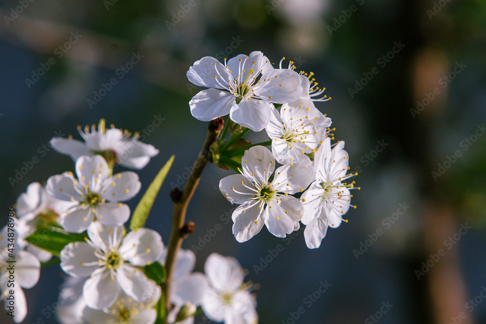 branch of blossoming cherry close-up, background is blurred