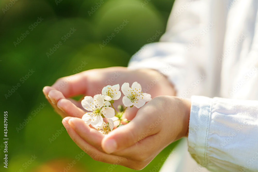 Branches cherry blossoms in children's hands with soft accent on delicate natural background. Beautiful floral spring abstract nature background. Copy space. cherry blossoms bloom in garden spring. Branches cherry blossoms in children's hands with soft accent on delicate natural background. Beautiful floral spring abstract nature background. Copy space. cherry blossoms bloom in garden spring.