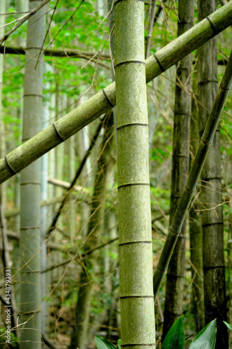 生い茂る竹の森