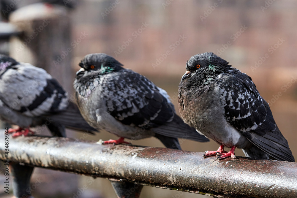 Obraz premium Pigeons sit on the granite parapet of the embankment