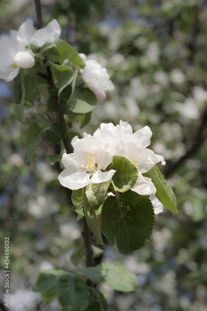 Fototapeta premium white flowers of a blooming apple tree on a background of branches, green leaves and blue sky