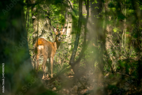 Hunting a roebuck in a forest  © DZiegler