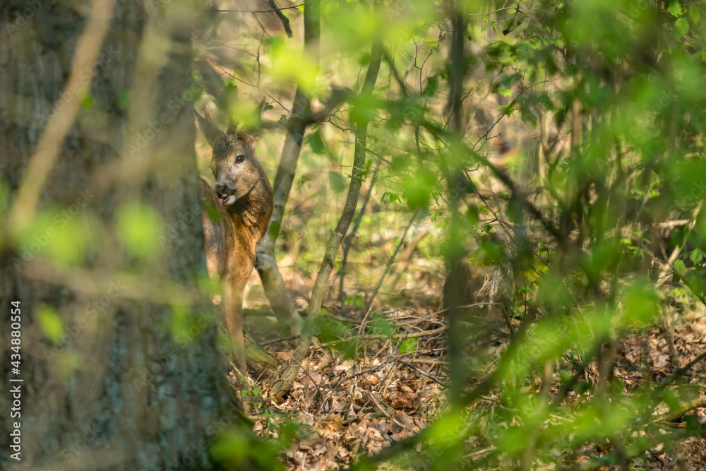 Hunting a roebuck in a forest 