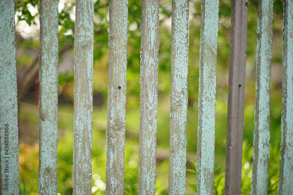 Old picket fence with blue shabby paint in spring garden Old picket fence with blue shabby paint in spring garden