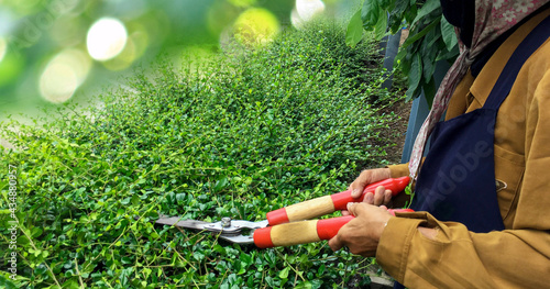 woman's hand with scissors trimming tree branch,gardening, Working mature woman in garden ,