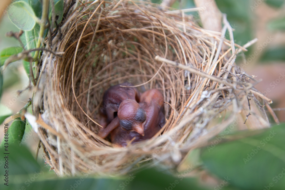 The baby bird in the nest on the tree is sleeping