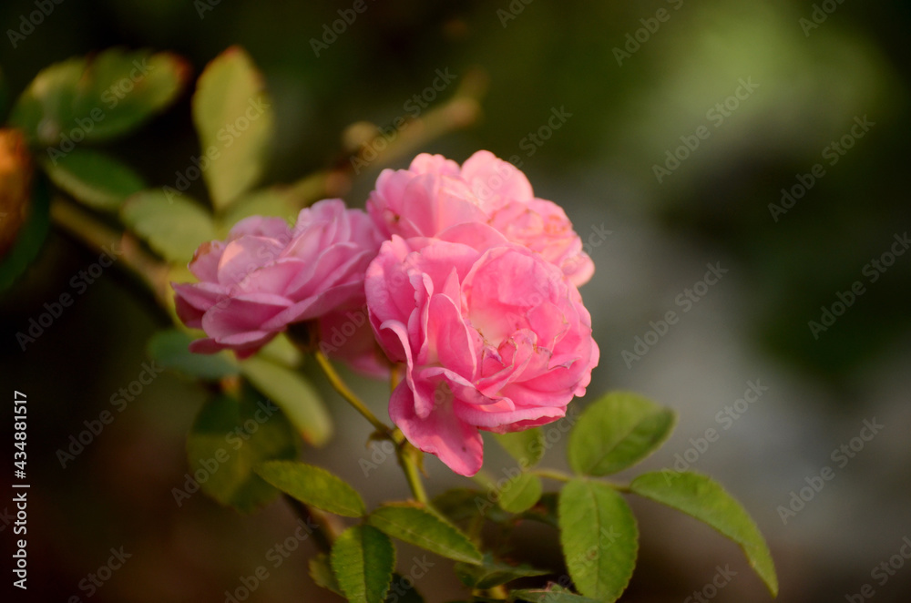 bunch the pink rose flower with green leaves and plant in the forest.