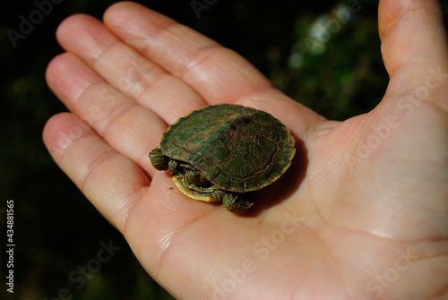 Una piccola tartaruga trovata vicino al lago Baratz