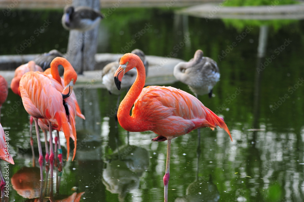 flamingos