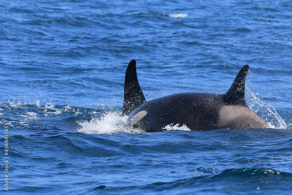 Fototapeta premium 【北海道】知床の海に回遊する野生のシャチ(北海道羅臼沖)