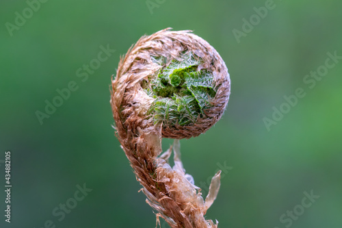Bud of a fern plant unfolding in springtime