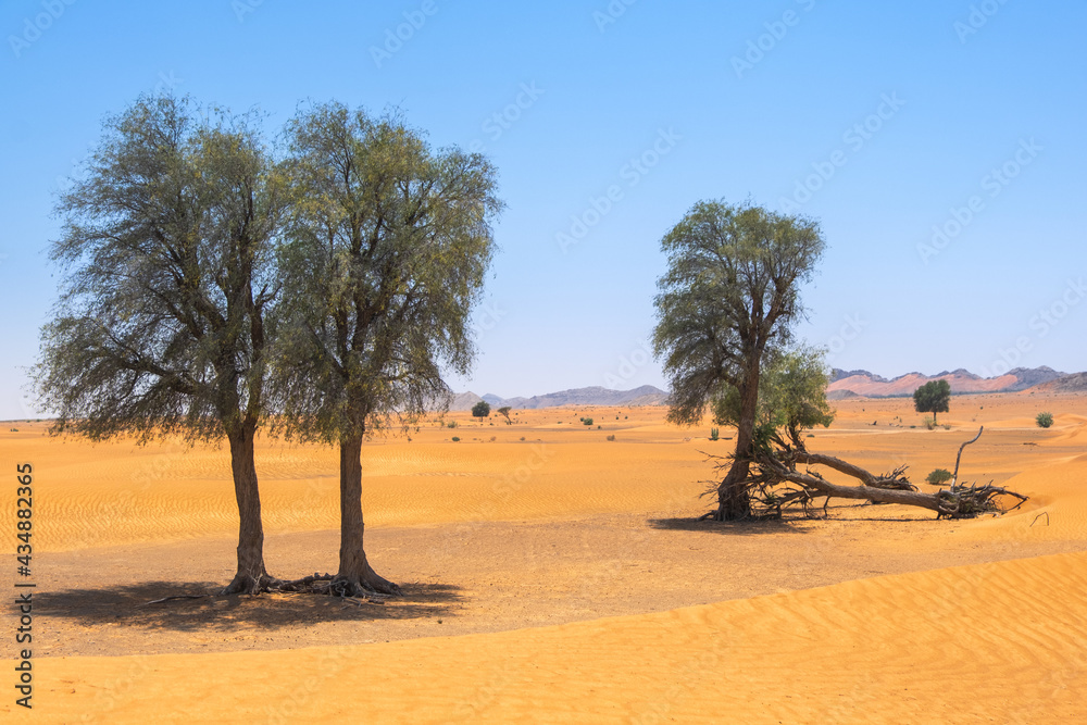 three trees in arabian desert under blue sky in summer day