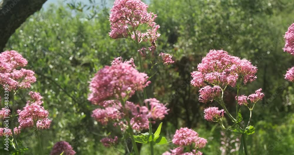 Blooming red valerian moves with the wind.Red Valerian or Centranthus ruber has the same active ingredients as Valeriana officinalis. Liguria, Italy. Blooming red valerian moves with the wind.Red Valerian or Centranthus ruber has the same active ingredients as Valeriana officinalis. Liguria, Italy.