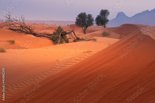evening twilight in desert with trees and dunes