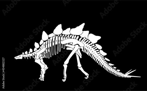 Graphical skeleton of stegosaurus isolated on black background,vector illustration, tattoo,science