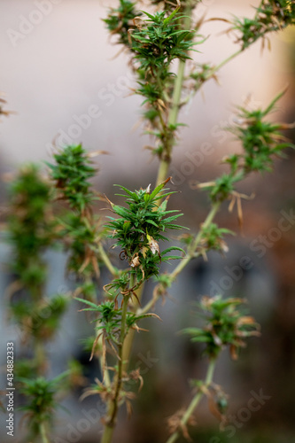 cannabis plant with damaged leaves