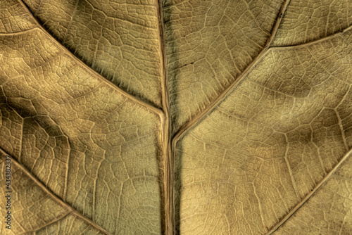Close up of a pale leaf with beautiful leaf veins