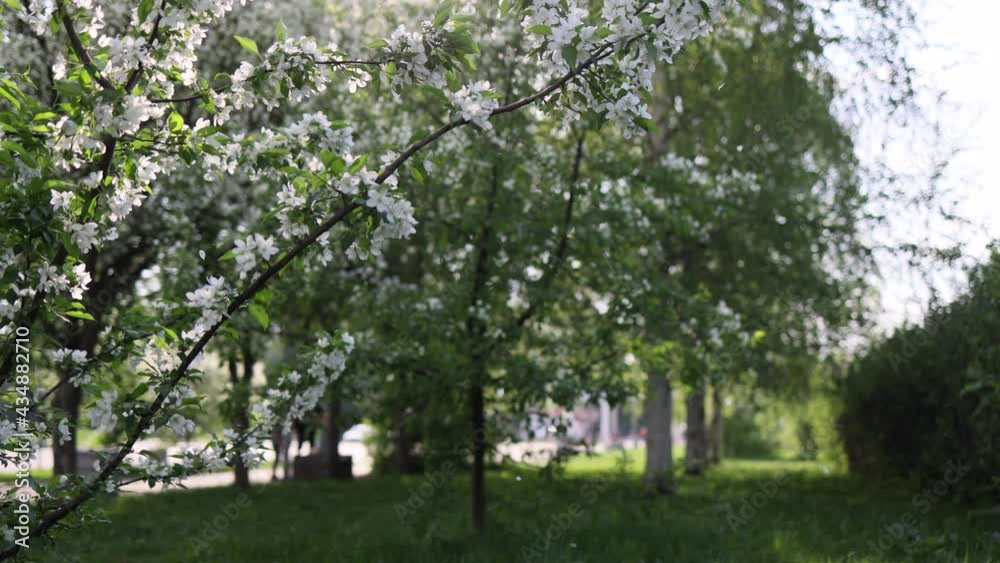White petals fall from the tree. white apple tree flowers. Through the sun's rays. The flowering period is in May. White petals fall from the tree. white apple tree flowers. Through the sun's rays. The flowering period is in May.