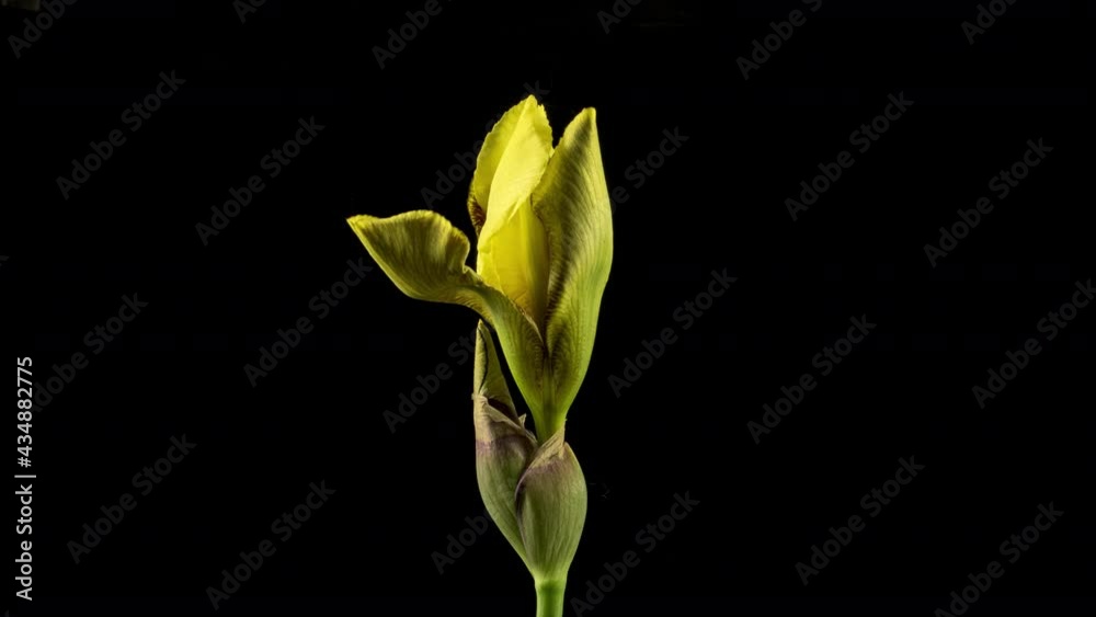 Zeitraffer einer sich öffnenden Schwertlilien-Blüten (Iris) mit schwarzem Hintergrund