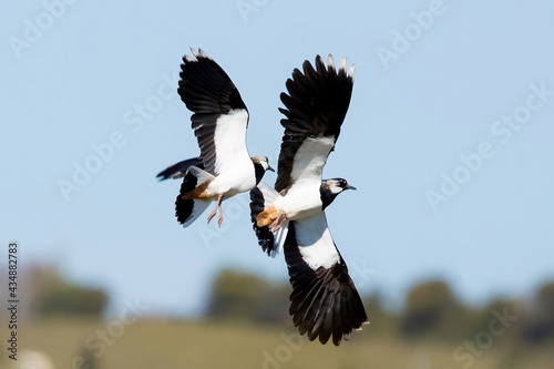 A Pair of Lapwing birds in flight © Gary L Hider