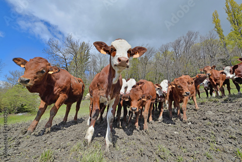 cattle of alpine young calves in a meadow and looking camera