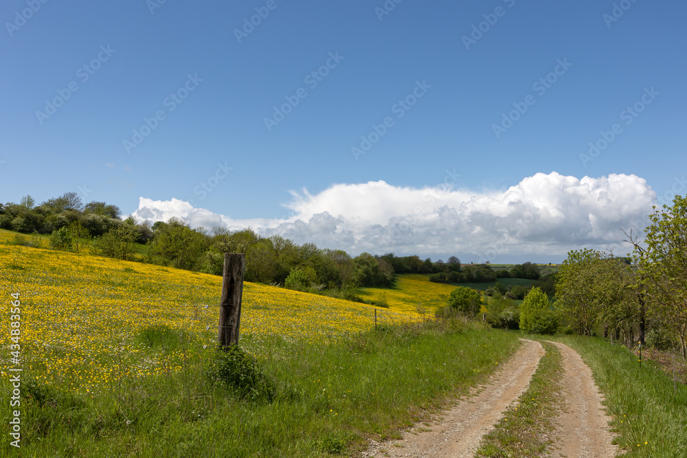 Spring landscape with green fields and meadows