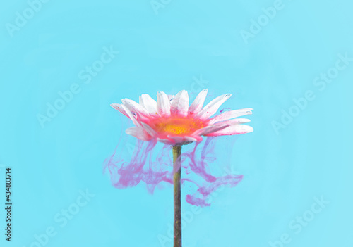 Beautiful abstract underground flower concept. A single white daisy flower cover with acrylic red paint with light blue background.