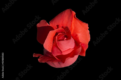 Rosa roja con fondo negro