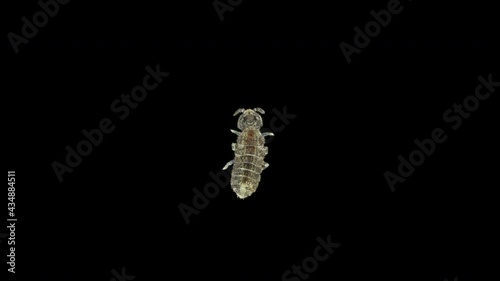 Collembola insect under the microscope, Order Poduromorpha. They live in moist soil, can jump, feed on organic matter, mushrooms, algae photo