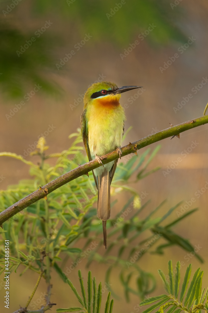 Blue-tailed Bee-eater perching on a perch looking into a distance Blue-tailed Bee-eater perching on a perch looking into a distance