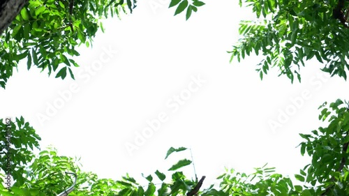 tree leaves against a bright summer sky. Green leave on white background.