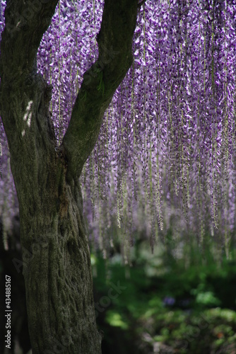 京都府宇治市の平等院の藤の花。花房が長く見ごたえがあります。