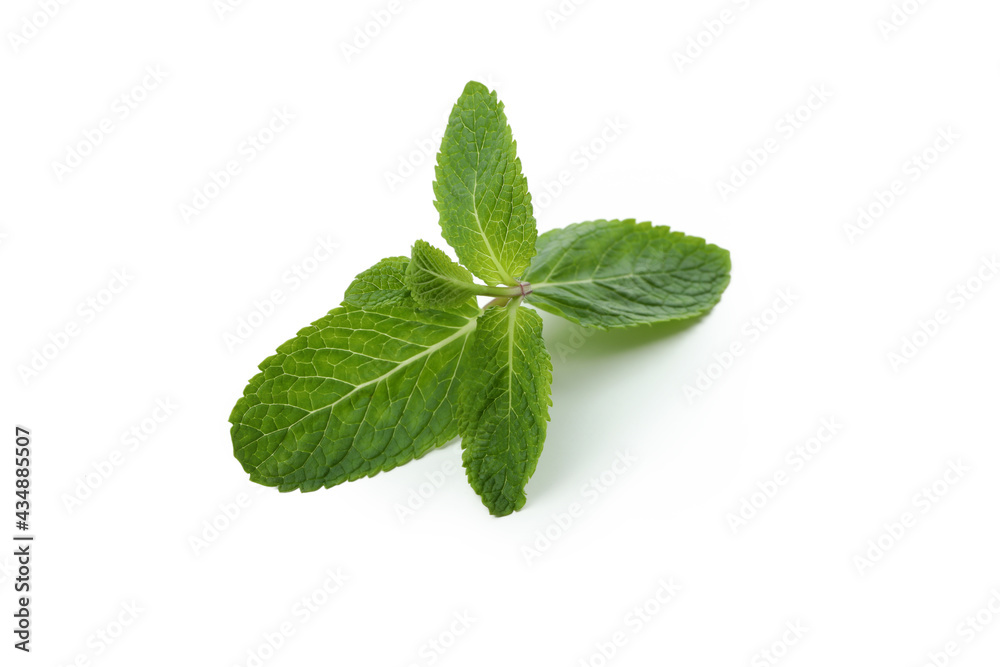 Fresh green mint isolated on white background Fresh green mint isolated on white background