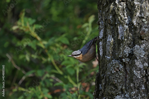 Eurasian Nuthatch sits on a birch trunk