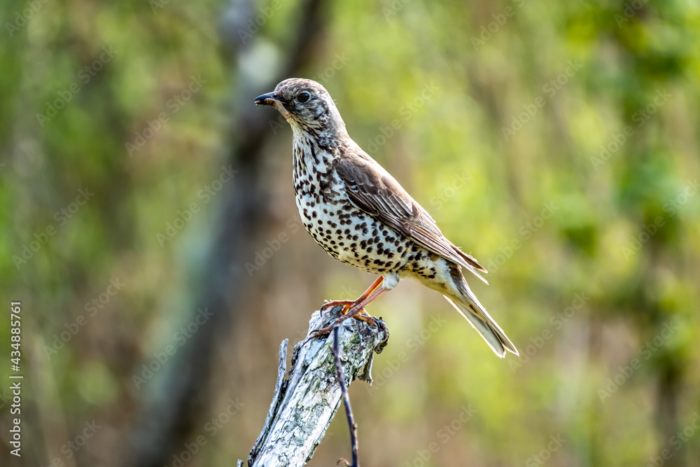 Song thrush catching leather jacket grubs from the meadow, turdus philomelos Song thrush catching leather jacket grubs from the meadow, turdus philomelos