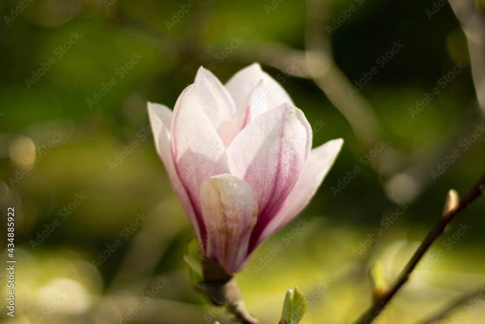 Magnolia flowers in pink blossom nearby, beautiful natural background. High quality photo Magnolia flowers in pink blossom nearby, beautiful natural background. High quality photo