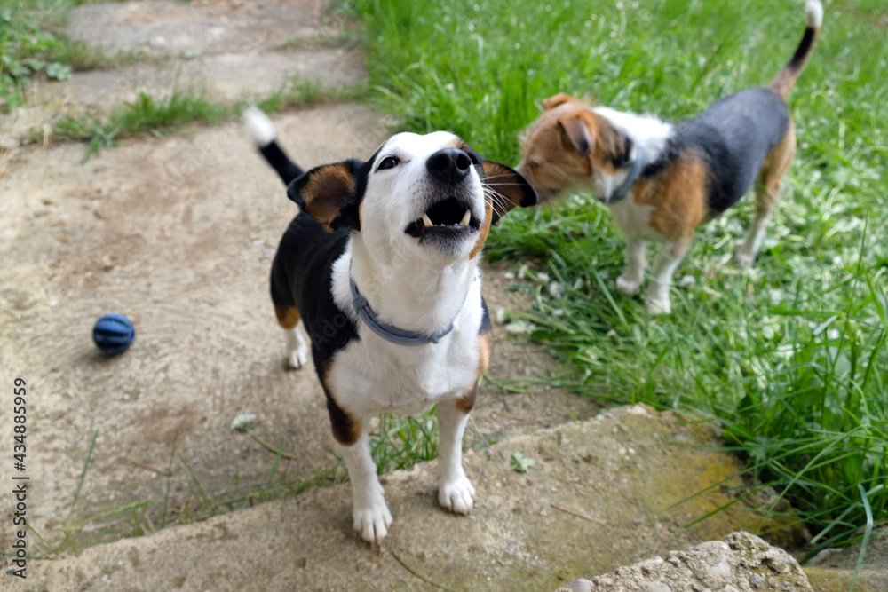 Jack Russel terrier barking for someone to throw him a ball. Two terrier dogs playing.