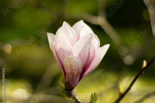 Magnolia flowers in pink blossom nearby  beautiful natural background. High quality photo