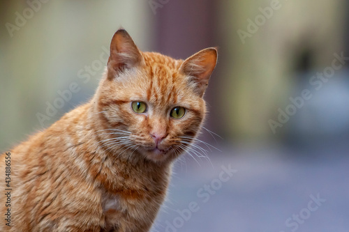 Portrait of cute cat with green eyes  © kenan