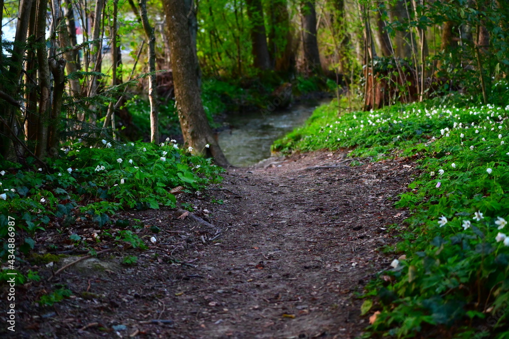 footpath in the forest footpath in the forest