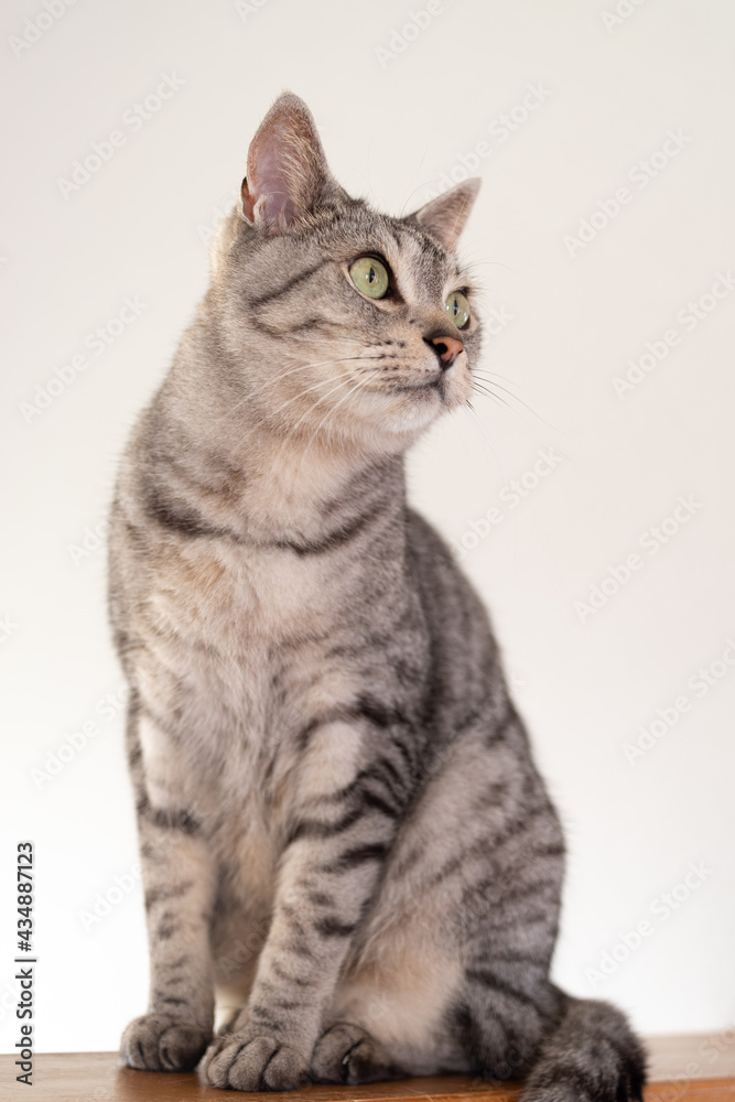 Obraz premium 見つめる猫 サバトラ猫